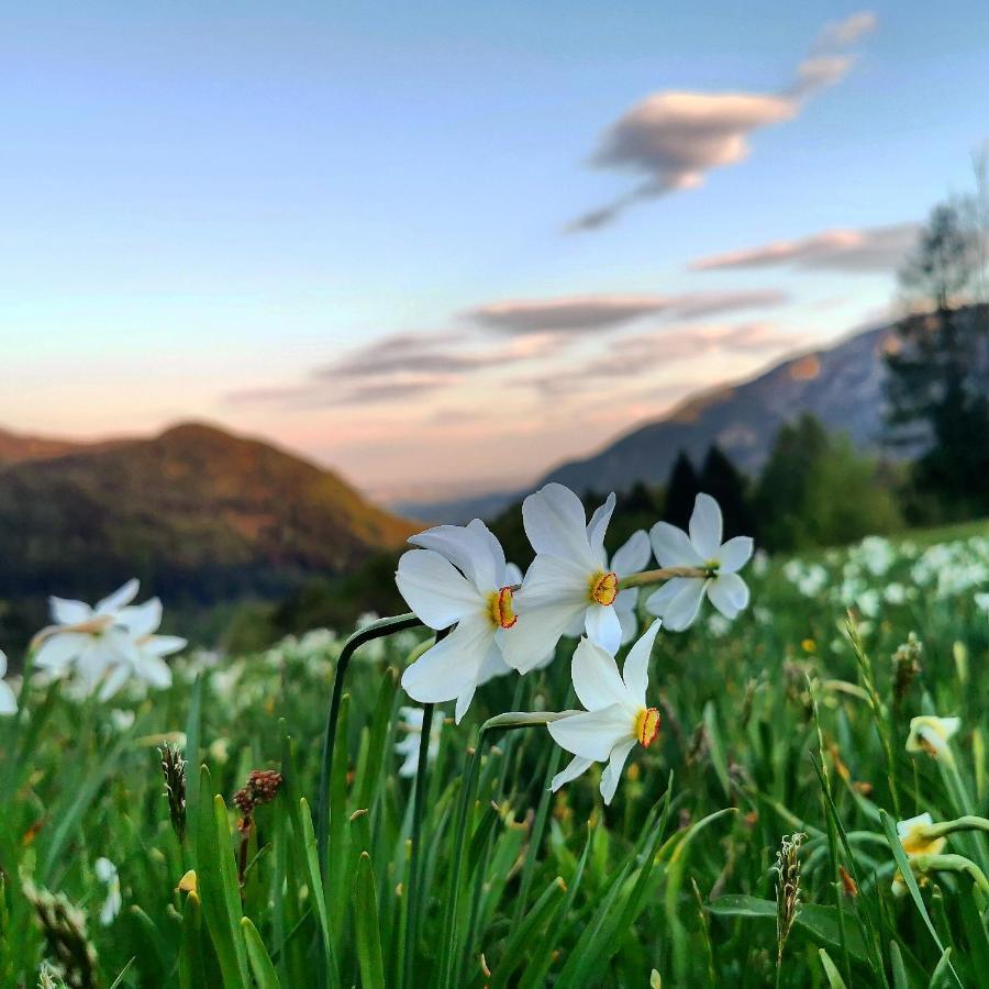 Apartma Rekar - A House, Where You Can Relax In The Embrace Of Nature Jesenice Zewnętrze zdjęcie