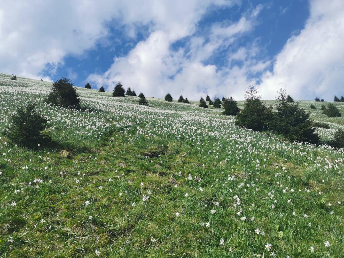 Apartma Rekar - A House, Where You Can Relax In The Embrace Of Nature Jesenice Zewnętrze zdjęcie